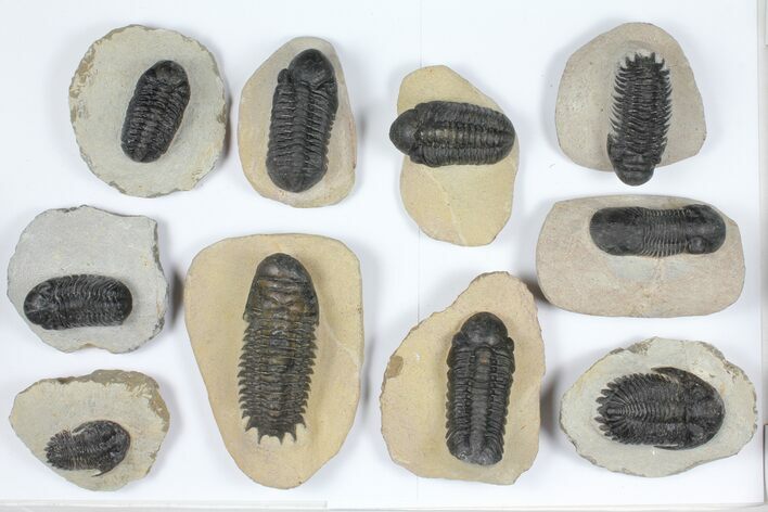 Lot: Assorted Devonian Trilobites - Pieces #92164